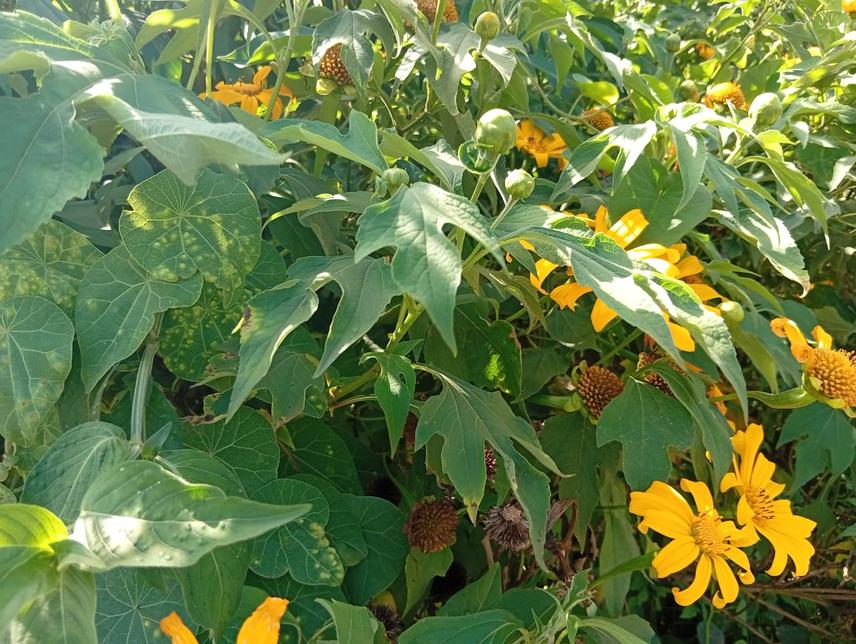 Tithonia diversifolia an invasive plant species in the Kapkatet Wetland (c) Machoni, 2026