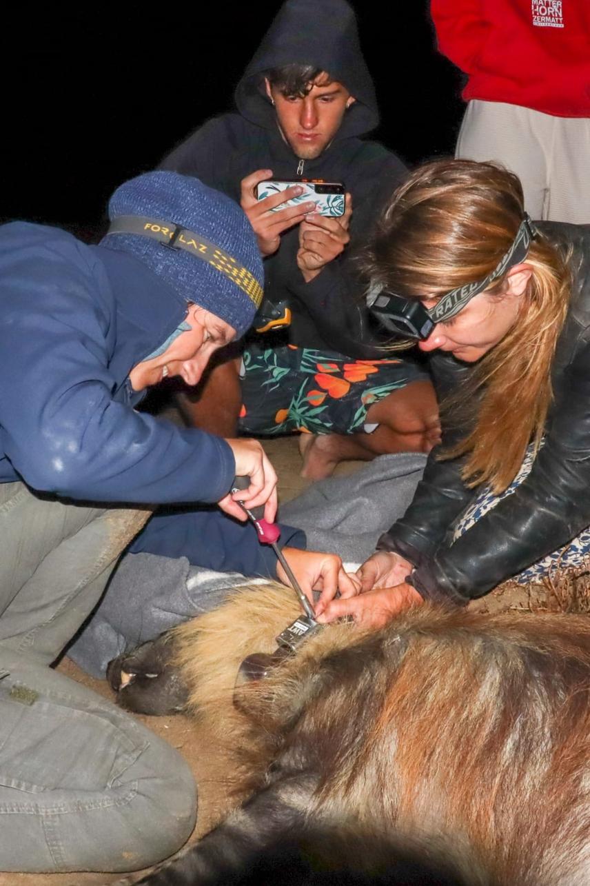Tracking for Conservation – Fitting Verona, a wild hyena, with a GPS collar to monitor her whereabouts and identify key habitat locations critical for her survival. ©Cedric Vandenschrik.