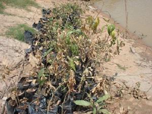 Tree seedling in nursery.