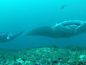 Two Mantas smiling.