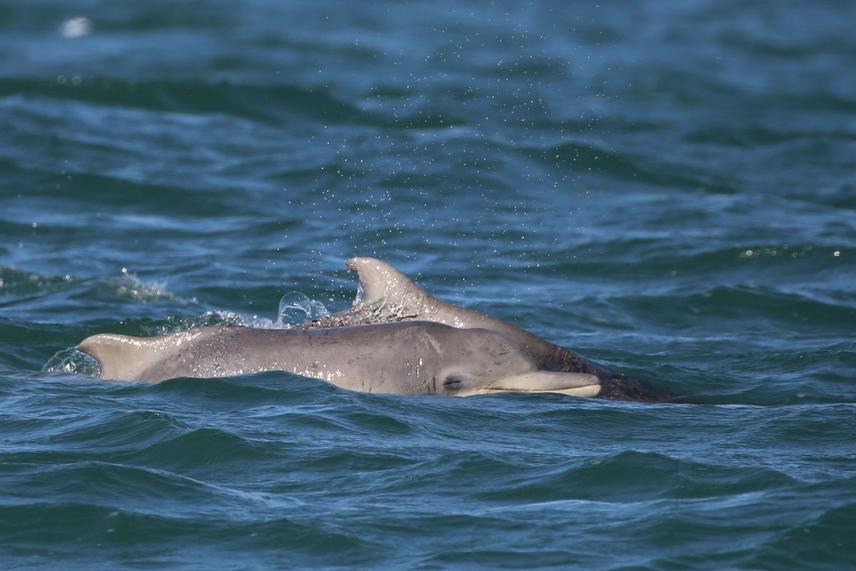 Two humpback dolphins at the surface during focal follows during sasha Dines’PhD data collection in Mossel Bay, South Africa © Copyright Seasearch research and conservation