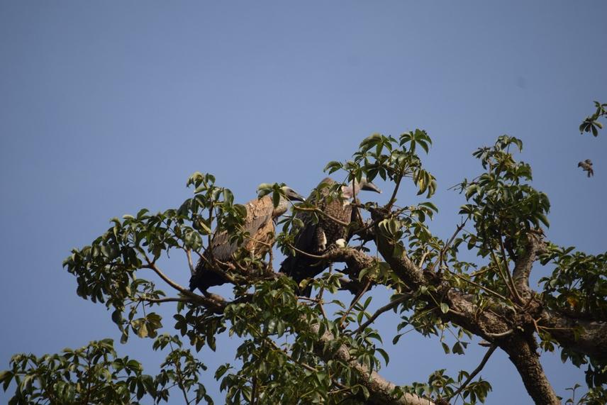 Two vultures perch on the large Baobab tree, watching for prey. ©Pascal Murhula Mirindi.