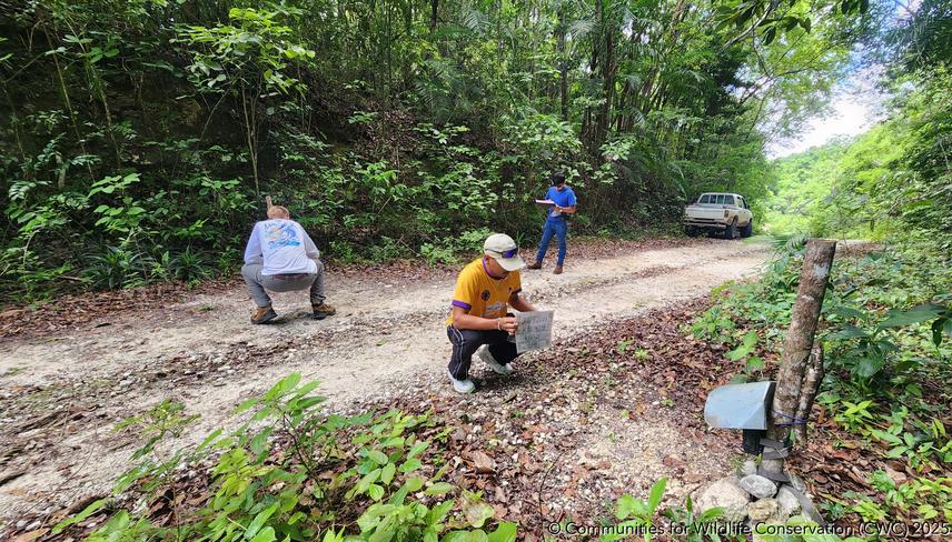 University of Belize interns Cadir (in yellow) and Enrique (in blue), along with CWC volunteer Derrick (in grey), conducting camera trap checks along a road in the Yalbac study site of the Belize Maya Forest. © Communities for Wildlife Conservation 2025.