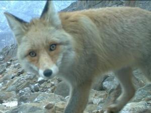 Fox.