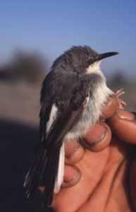 Karamoja Apalis