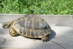 iButton on tortoise.