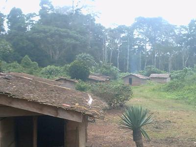 The population of Deng Deng live closer to their forest as it is a source of their livelihood. They say the forest is the backbone of their community.