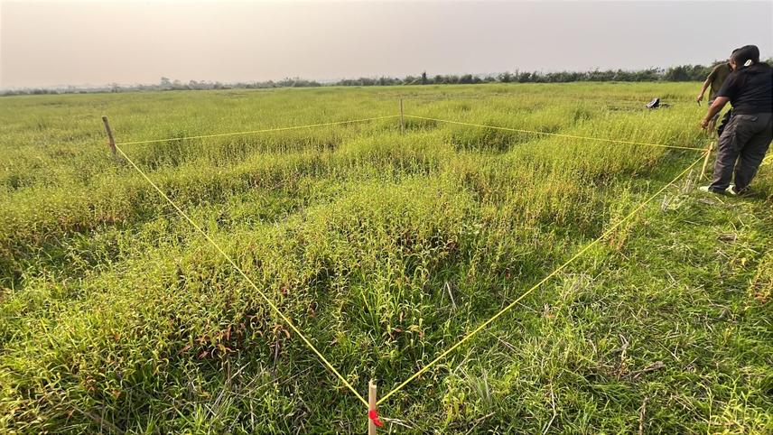 Vegetation sampling quadrat plot in Kokilabari Agriculture Farm (KAF) © Karishma Sharma Chamlagain