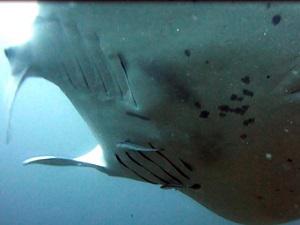 Ventral ID.