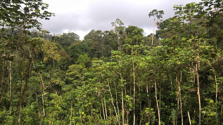 View of Tano-Offin Forest region. © Ohene Adomako.