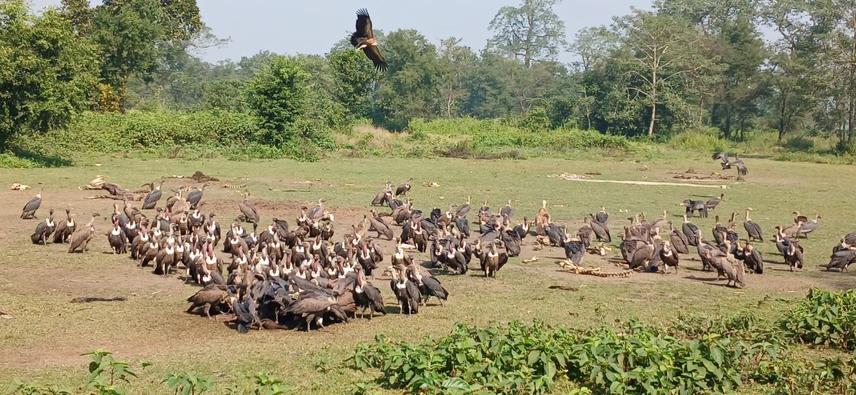 Visit to Vulture Safe feeding site at Nawalpur, near Chitwan National park © Hemanta Dhakal