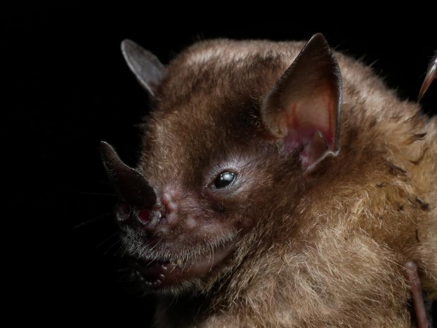 Yellow-throated Big-eared Bat, Lampronycteris brachyotis (c) Lauren Webster