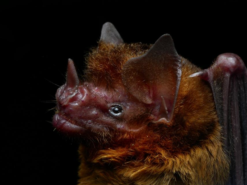 Koopman and Hill's Yellow-shouldered Bat, Sturnira koopmanhilli (c) Lauren Webster