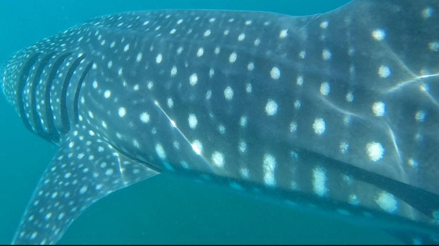 The Whale Shark Photo by Zoé Gracida Gómez  © Whale shark photo/Zoé Gracida Gómez