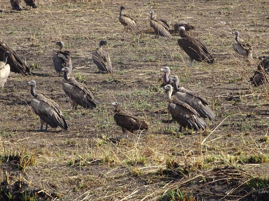 White backed, hooded vultures (c) Clément Dabone