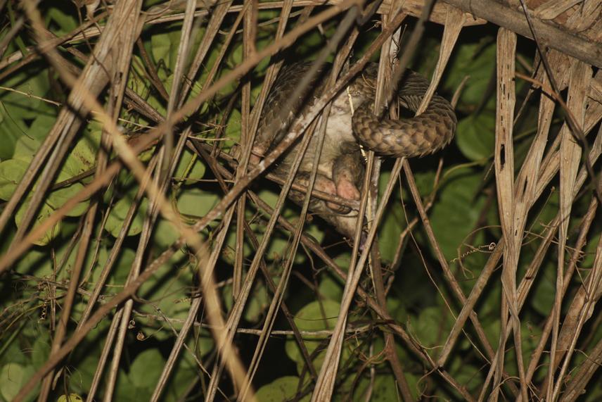 White-bellied pangolin. ©Threatened Species Conservation Alliance (THRESCOAL).