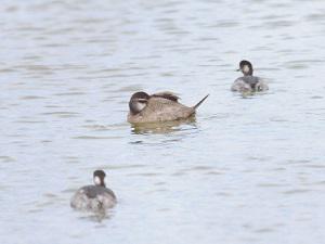 White-headed Duck with Black-necked Grebes. © Tat'yana Zherebtsova.