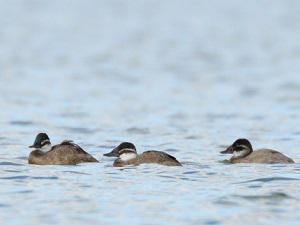 White-headed Ducks. © Tat'yana Zherebtsova.