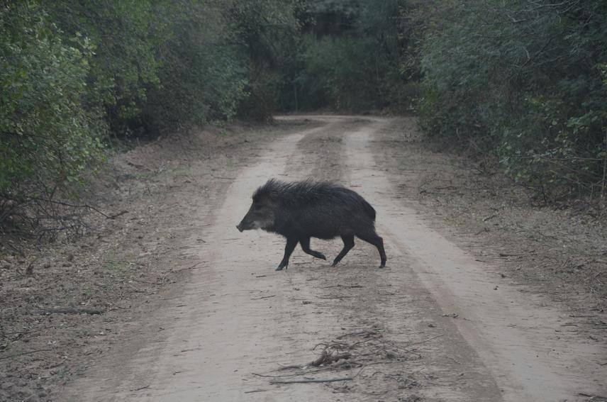 White-lipped peccary crossing the road. © Carolina Jankowicz.