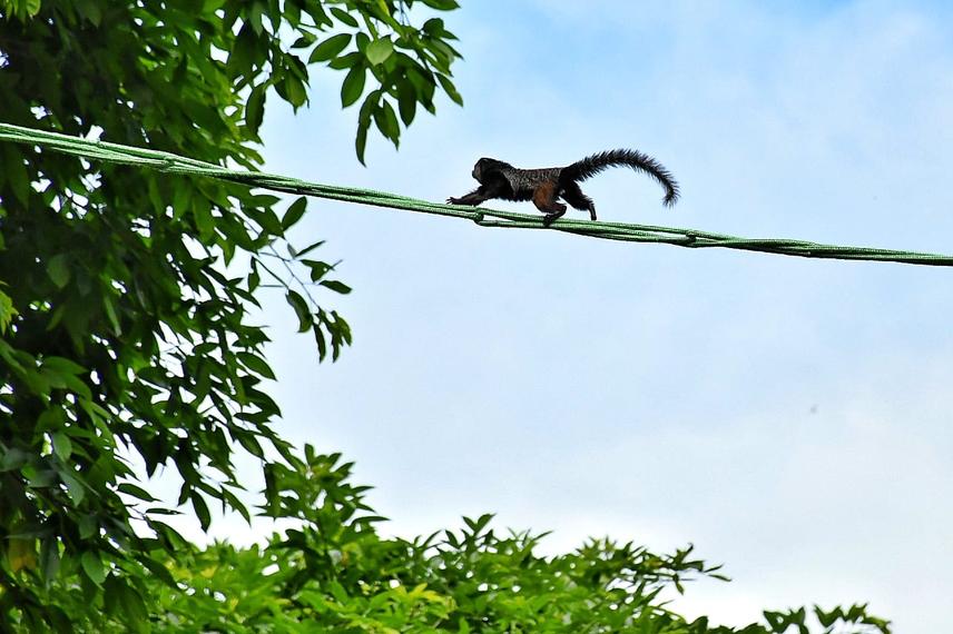 Wied's marmoset (Callithrix kuhlii ) crossing an artificial canopy bridge during the pilot phase of the project, BA-262 road, south of Bahia, Brazil © Patrício da Rocha