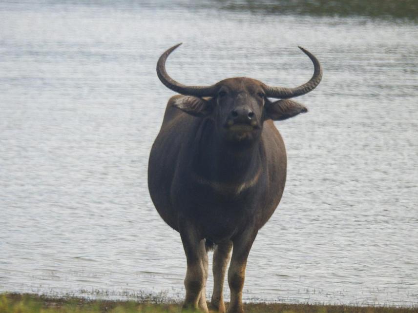 Wild Buffalo at Minneriya National Park, Sri Lanka ©Darshana Sooriyabandara