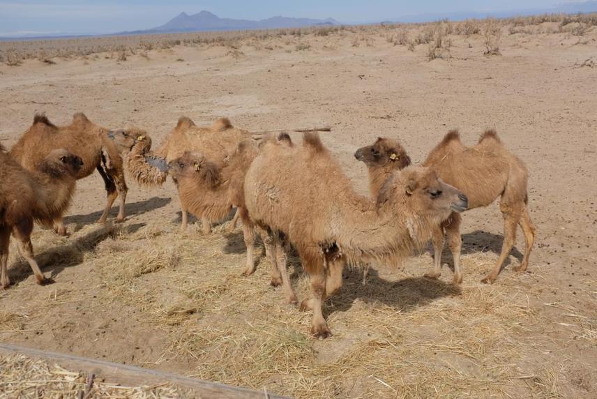 Wild camels feeding on supplementary hay at the Wild Camel Breeding Centre, Zakhyn Us.  © Martina Sihelsk
