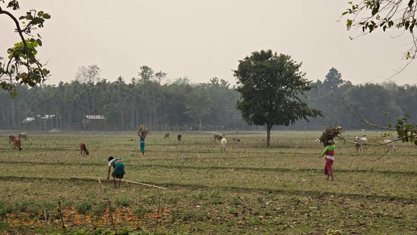 Women collecting firewood and working in agricultural fields in the forest fringe areas, highlighting gendered labour and daily exposure to wildlife habitats.  © Himangshu Kalita, 2026
