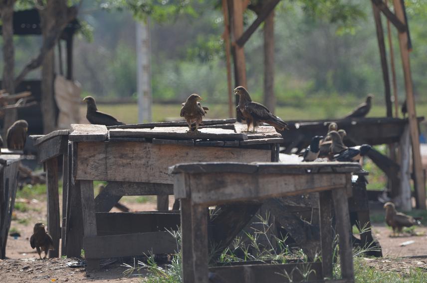 Yellow-billed kites and pied crows. ©Michael Manja Williams.