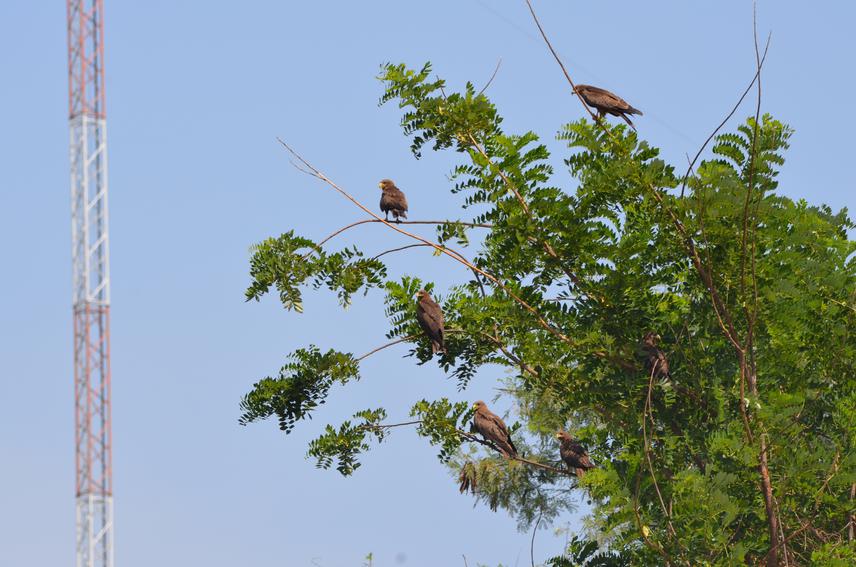 Yellow-billed kites in a tree. ©Michael Manja Williams.