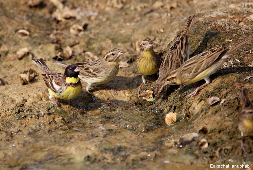 Yellow-breasted bunting at feeding site, Kaeng Lawa, northeastern Thailand. © Eakachai Anuphab.