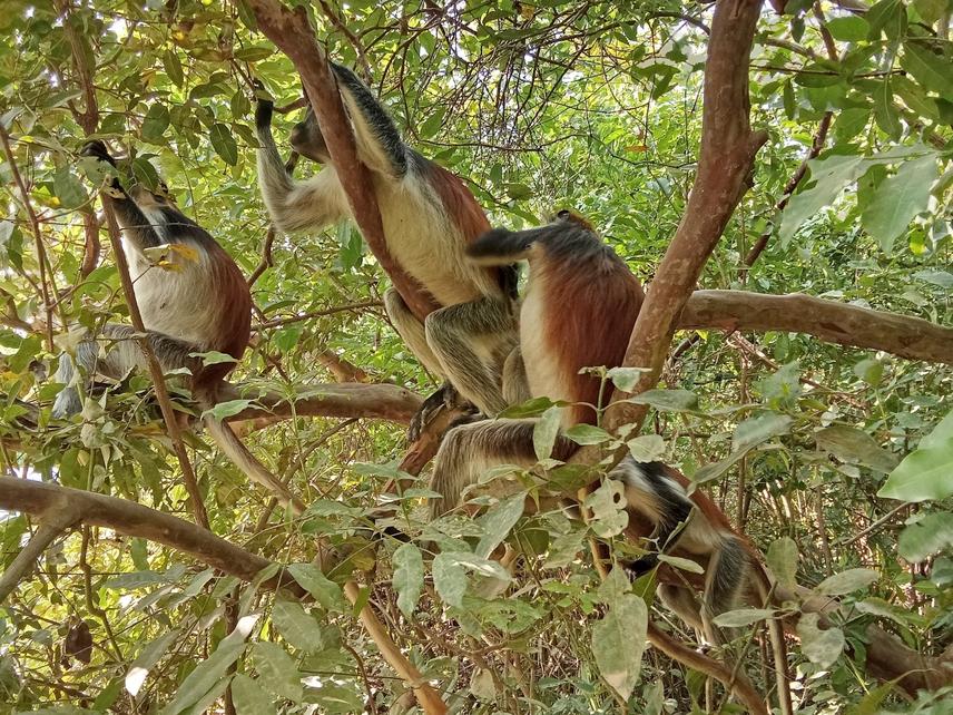 Zanzibar red colobus monkeys in Jozani-Chwaka Bay National Park and Biosphere Reserve. ©Jaffar Kombo.