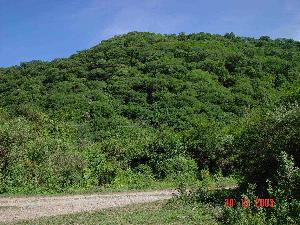 Panoramic view of “Serrano” forest.