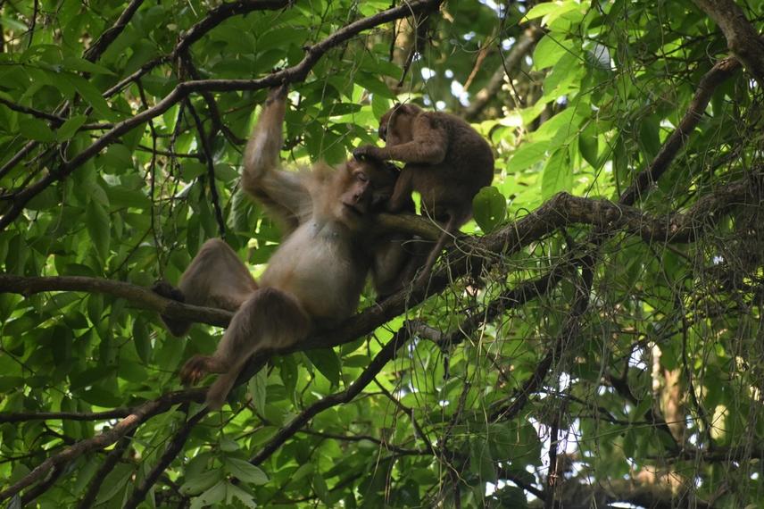 Allogrooming in Assamese Macaques, Bherjan Reserved Forest, Tinsukia, Assam. © Karshita Bharati.