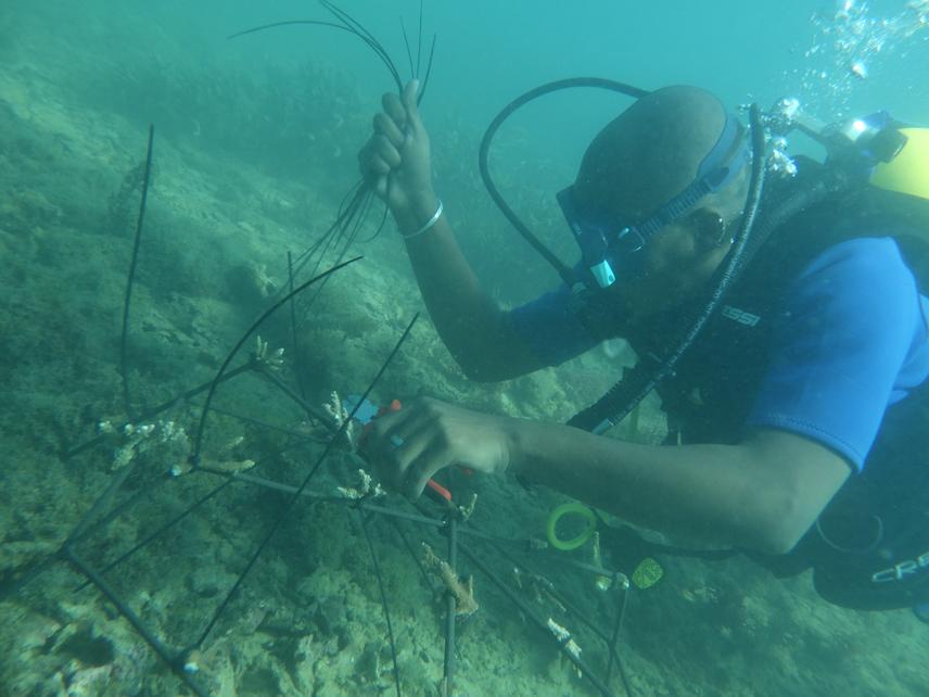 Coral farming survey © MASOAVA Joel Arnaud