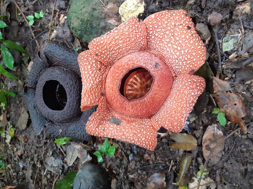 A rotten flower and a fresh blooming R. zollingeriana in the natural habitat. ©Febrina Artauli Siahaan / BRIN & Yayasan Botani Tropika Indonesia.