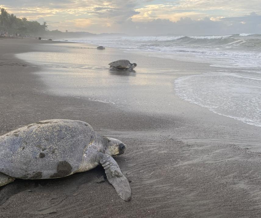 Arribada in Ostional 2024, Costa Rica © Keithlyn Rankin Abraham