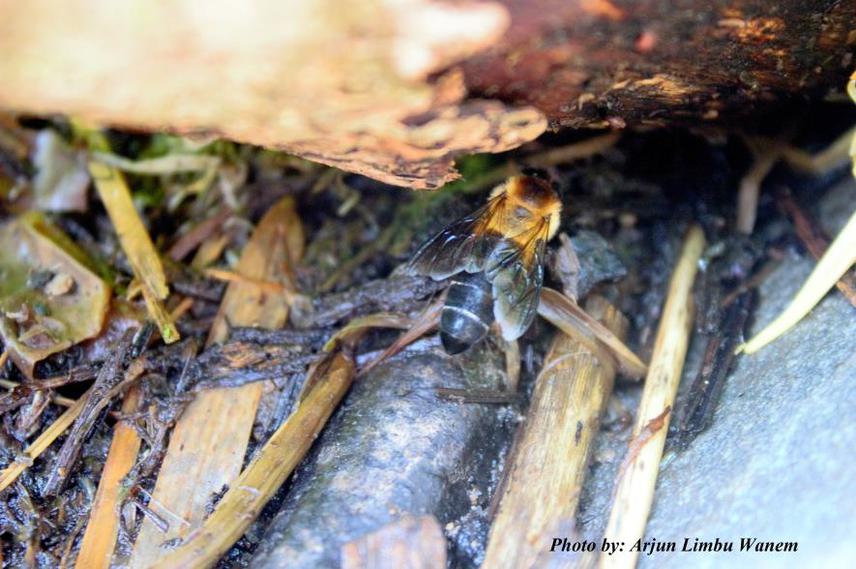 A. laboriosa foraging near the cattle-shed. We have found many bees hovering near cow dung. © Arjun Limbu Wanem