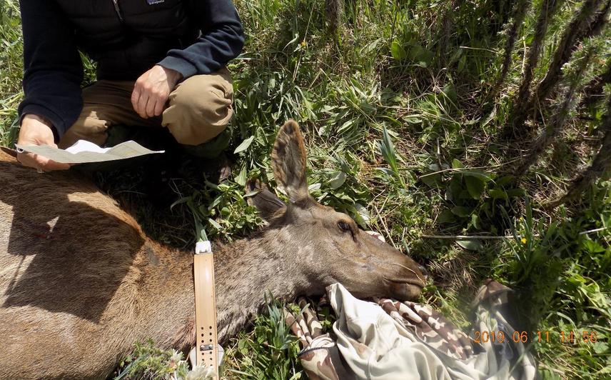 Compilation of an examination protocol (age, morphological characteristics, weight) before waking up and releasing back into the wild. © T. Duisheev, 2019