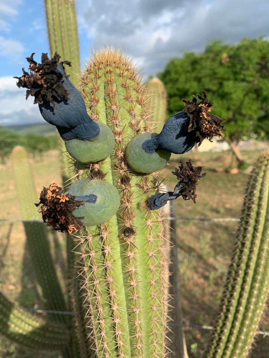 Fruit of the facheiro (Pilosocereus gounellei), common in the region and used for various purposes, such as food, medicine, and the construction of objects. ©Joyce Brito.