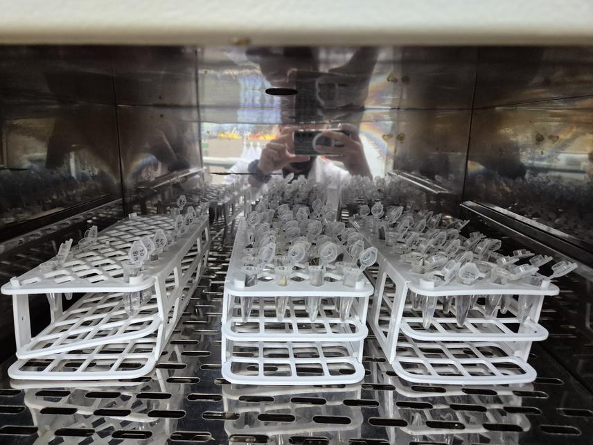 Feather samples drying in an oven at 50 °c after chemical cleaning. © Antonio Iderval Sodre Neto.