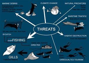 Manta ray diagram.