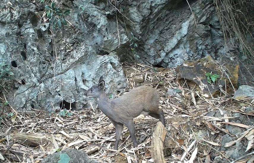 Forest musk deer in Huu Lien NR (c) Dai Phan & Dung Tran/ VNUF