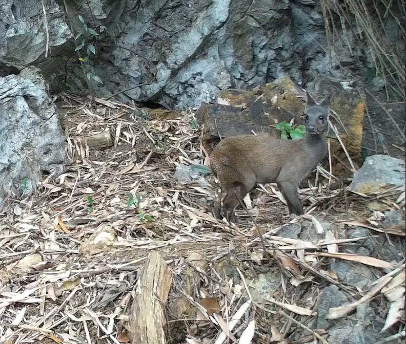Forest musk deer in Huu Lien NR (c) Dai Phan & Dung Tran/ VNUF