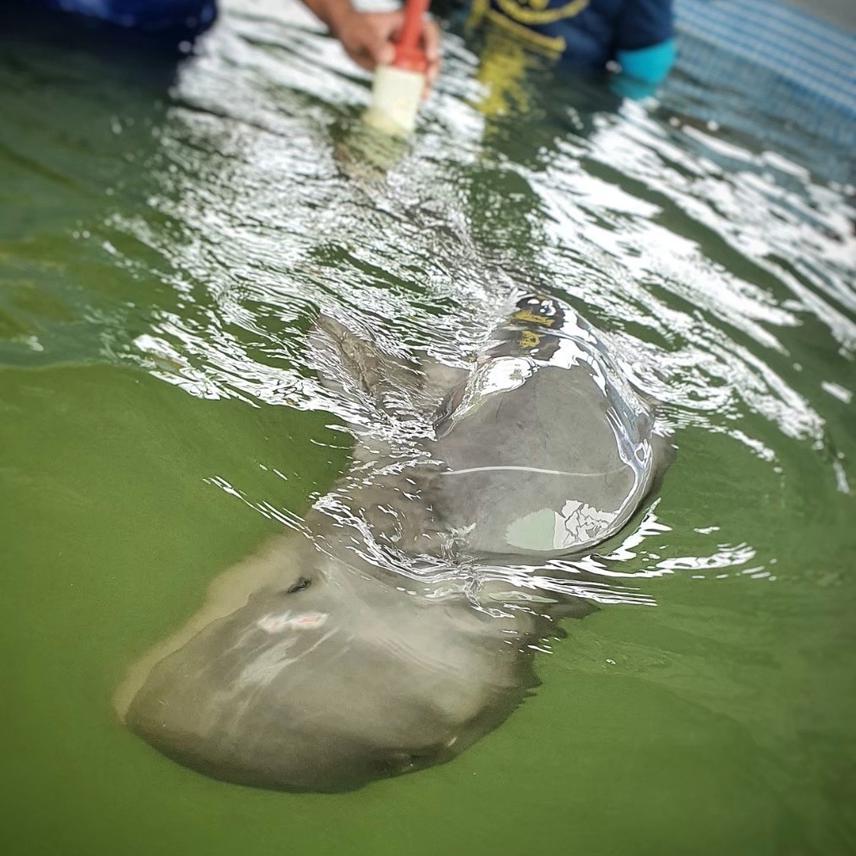 A juvenile Irrawaddy dolphin in a rehabilitation pool at the Marine and Coastal Resources Research Center, Rayong Province, from the Eastern Gulf of Thailand. ©Worata Klinsawat.
