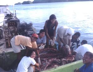 Autopsy of a Dugong.