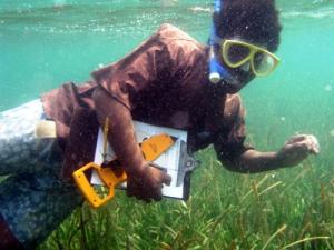 Seagrass survey work.