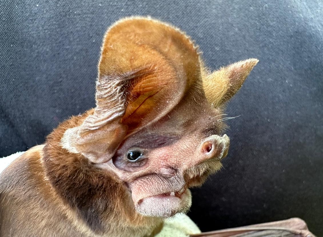 Securing a Future for Suswa's Bats image