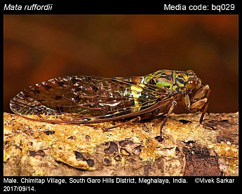 New Insect Named in Honour of The Rufford Foundation image