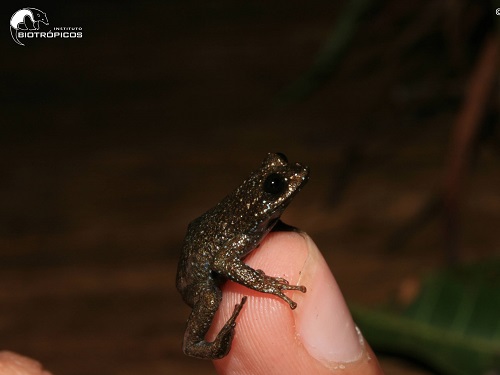 A new species of frog has been discovered in Brazil. image