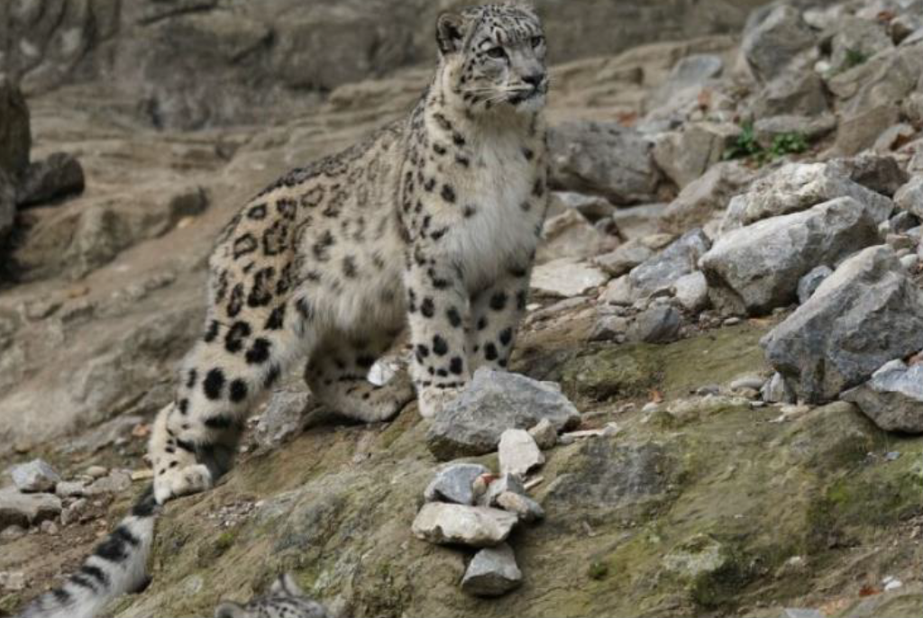 The Rufford Foundation is Among Key Conservation Funders to Urge Five Goals for Nature at COP15 Summit image